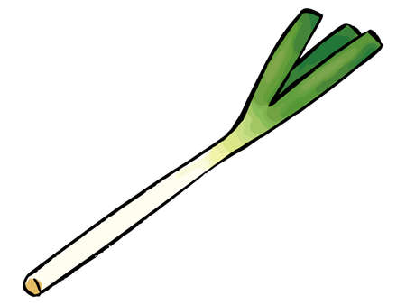 Japanese leek watercolor vector illustrationのイラスト素材