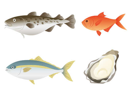 Cod,Splendid alfonsino,Yellowtail,oyster vector illustrationのイラスト素材