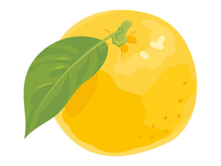 yuzu vector illustrationのイラスト素材