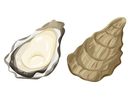 oyster  vector illustration.のイラスト素材