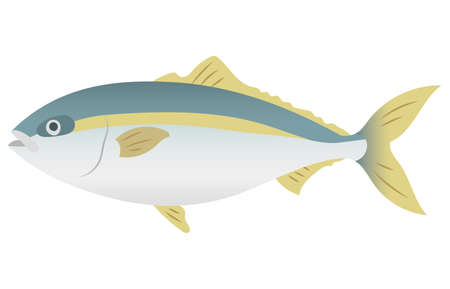 Yellowtail vector illustrationのイラスト素材