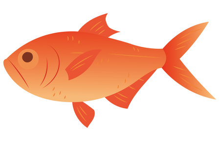 Splendid alfonsino vector illustrationのイラスト素材
