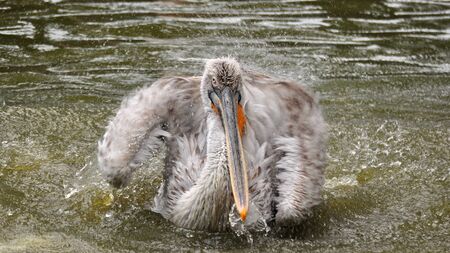 Pelican bird squeeze water in poolの写真素材