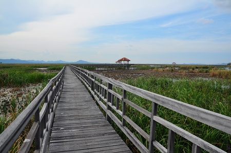 Classic Wood walk way in grass field with sunset themeの写真素材