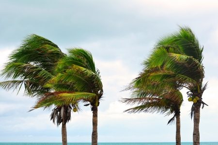 palms at hurricaneの写真素材
