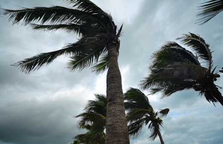 palms at hurricaneの写真素材