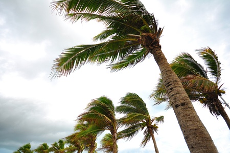palms at hurricaneの写真素材
