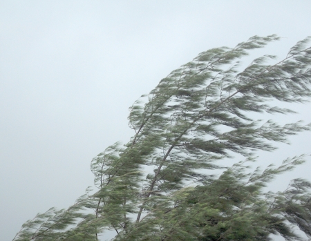 Pine tree in stormの写真素材