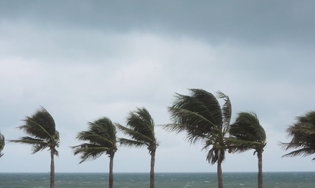 palms at hurricaneの写真素材