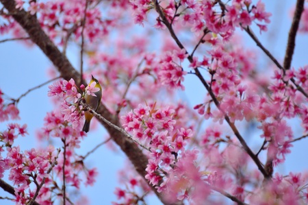 Nice pink Sakura background の写真素材