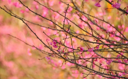 Nice pink Sakura background 