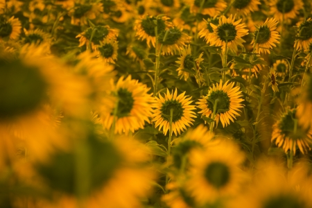 Summer landscape  beauty sunset over sunflowers fieldの写真素材