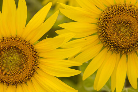 Summer landscape  beauty sunset over sunflowers fieldの写真素材
