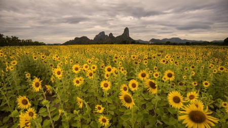 Summer landscape  beauty sunset over sunflowers fieldの写真素材