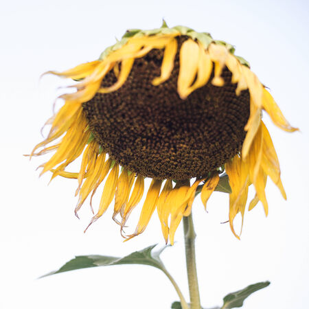 Summer landscape  beauty sunset over sunflowers fieldの写真素材