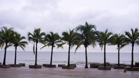 palms at hurricane
