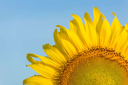 background made of beautiful yellow sunflowers