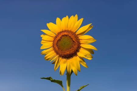 background made of beautiful yellow sunflowersの写真素材
