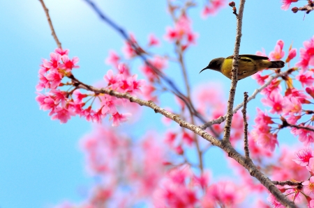 Pink sakura on Doi Ang Khang, Chiang mai Thailandの写真素材