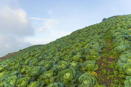 Cabbage fieldの写真素材