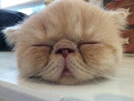 Lazy cat sleep on tableの素材