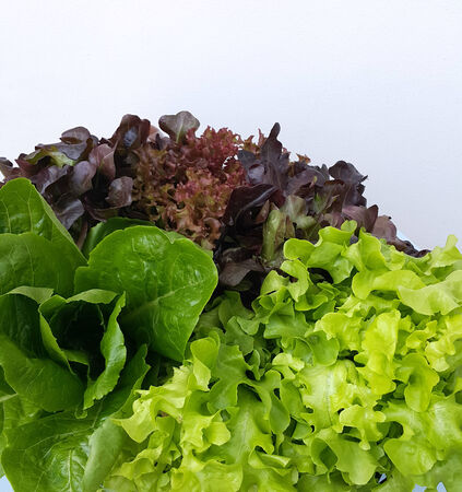 Fresh  Hydroponics vegetablesの写真素材