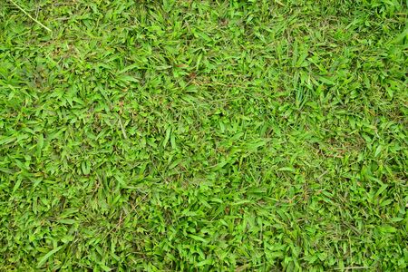 Green Grass templateの写真素材