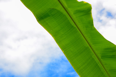 Green banana leafの写真素材