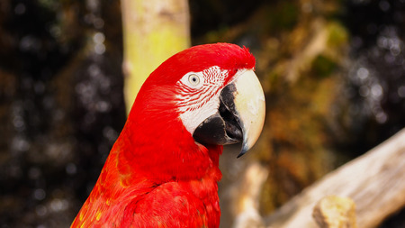 Colorful macaw parrotの写真素材