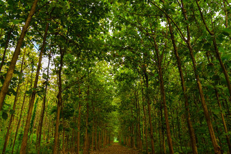 Dirty impassable forest road of mud, clay and puddles, offroad. Horizontal image with selective focus;の写真素材