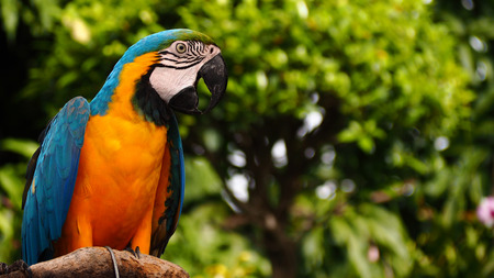 Colorful macaw parrot