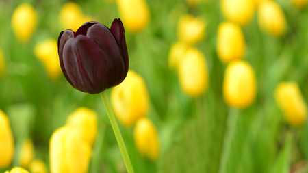 Beautiful tulip in the gardenの写真素材
