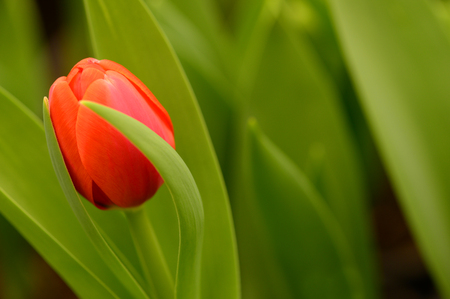 Beautiful tulip in the gardenの写真素材
