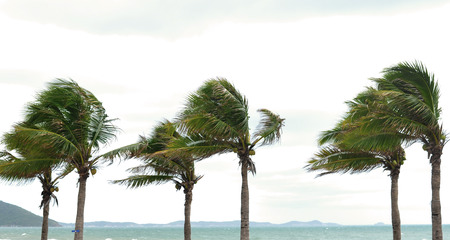 Palm tree at the hurricane, Blur leaf cause windy and heavy rainの写真素材