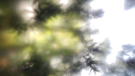 Abstract green bokeh from tree.