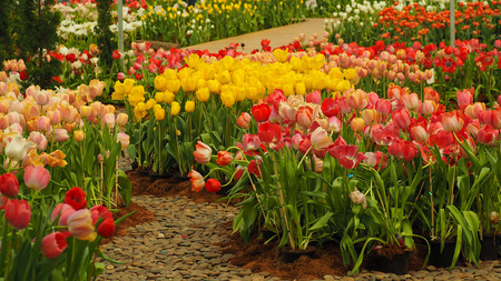 Beautiful Tulips garden, Selective Focusの写真素材