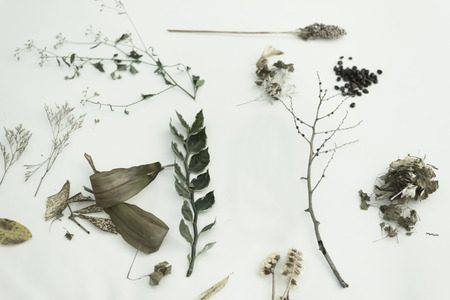 Vitage dry plant textureの写真素材