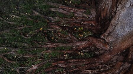 Pattern of tree root with green grassの写真素材