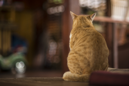 Cat stand waiting for foodの写真素材