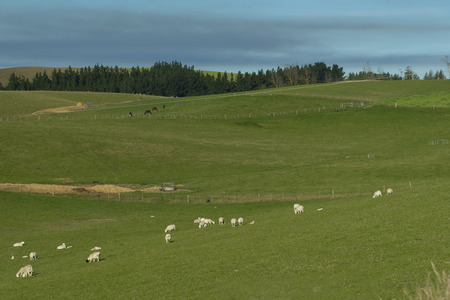 Spot sheeps in the green grass field