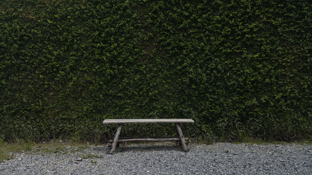 Vintage style wooden chair with green leaf wallの写真素材