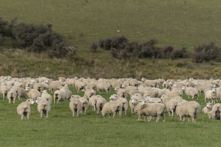 Sheep with beautiful landscape at New Zealandの写真素材