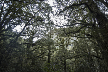 Ancient rain forest with green mossの写真素材