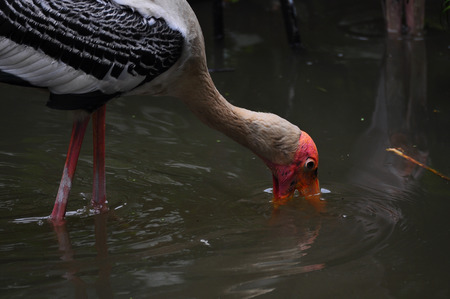 Flamingo bird in nature