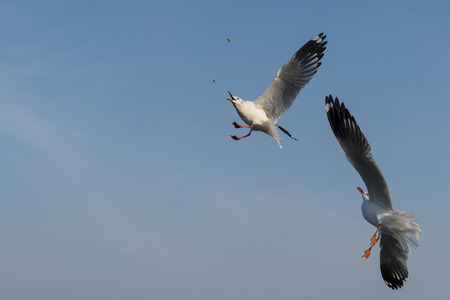 Amazing flying action of Seagulls bird at coastの写真素材