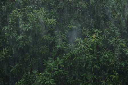 Heavy rain with gree tree backgroundの写真素材