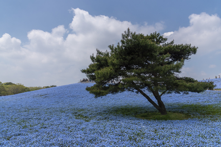 Nemophila flowers garden at Hitashi seaside park,ibaraki,Japanの写真素材