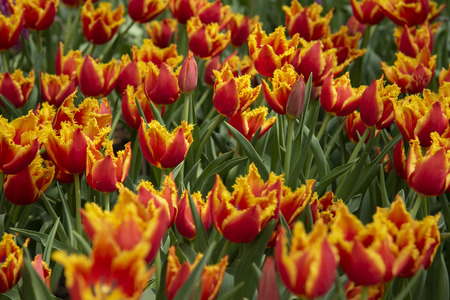 Beautiful tulip against sun light in the gardenの写真素材