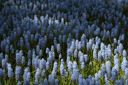 Beautiful blue lupine against sun lightの写真素材