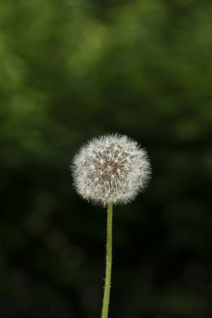 Dandelion white flower on the green backgroundの写真素材